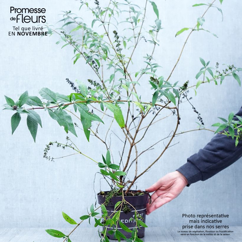 Ejemplar de Buddleja Psychedelic Sky - Arbre aux papillons Pot de 2L/3L entregado en otoño