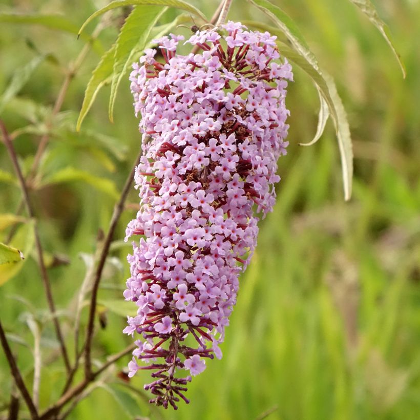 Buddleja davidii Wisteria Lane (Floración)