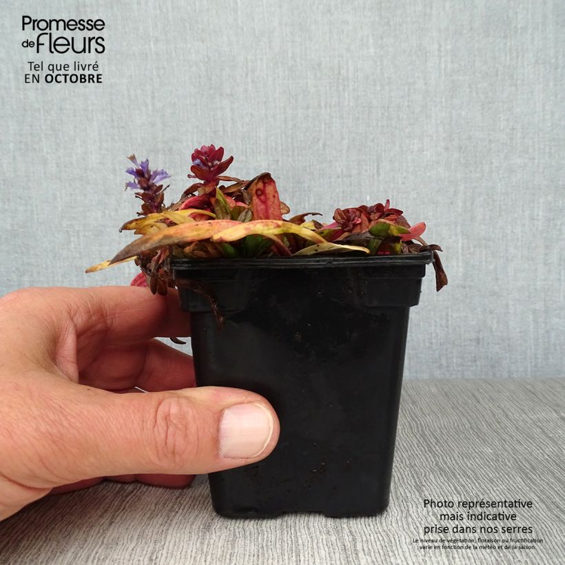 Ejemplar de Bugle rampante - Ajuga reptans Atropurpurea en godet de 9 cm entregado en otoño