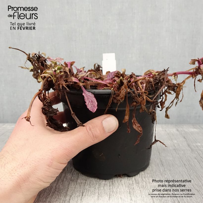 Bugle rampante - Ajuga reptans Burgundy Glow Pot de 2L/3L Ejemplar entregado en invierno