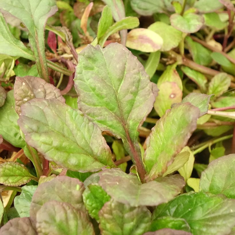 Ajuga reptans Catlin's Giant (Follaje)