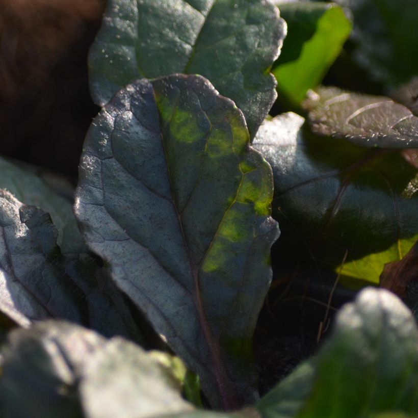 Ajuga reptans Purple Torch (Follaje)