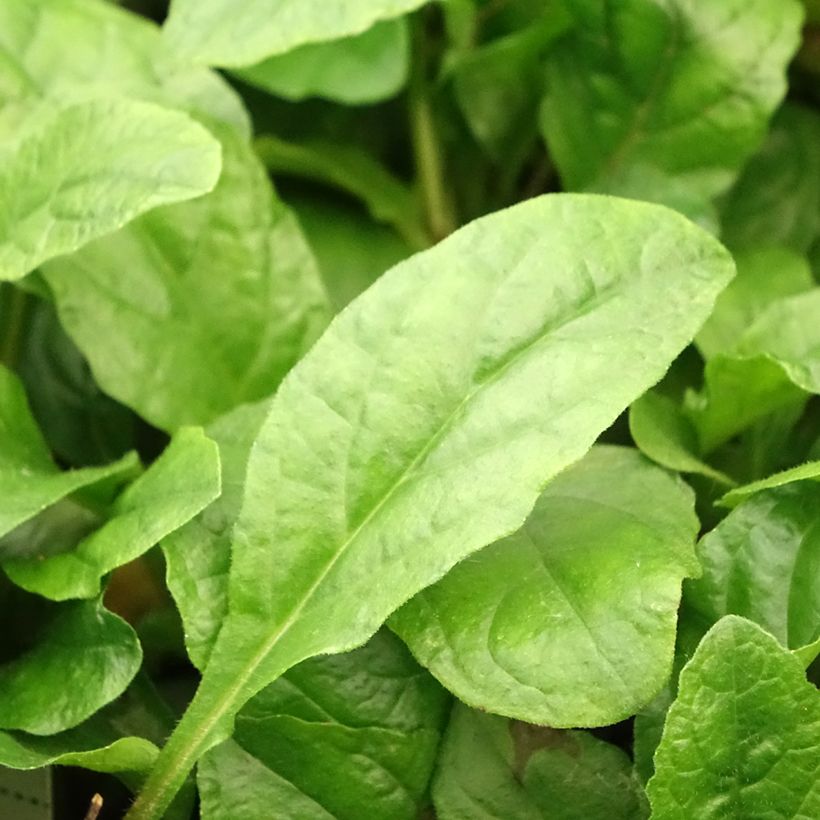 Ajuga reptans Rosea (Follaje)