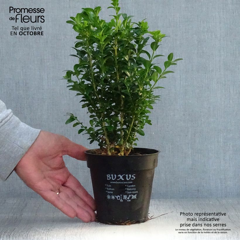 Ejemplar de Buis bordure - Buxus sempervirens en pot de 13cm entregado en otoño