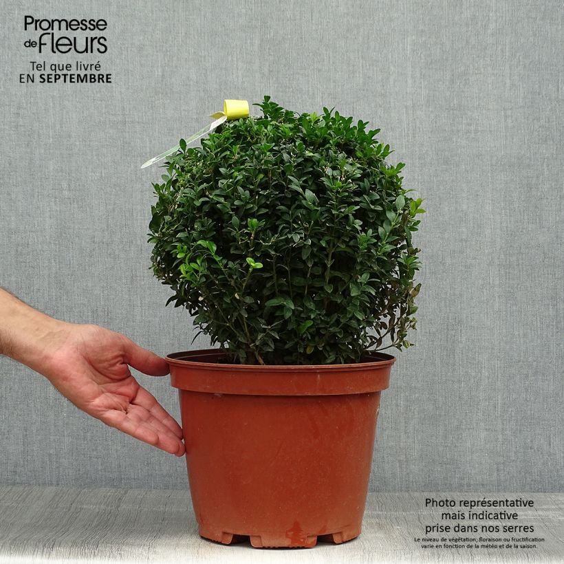 Ejemplar de Buxus sempervirens - Boj bola enano entregado en otoño