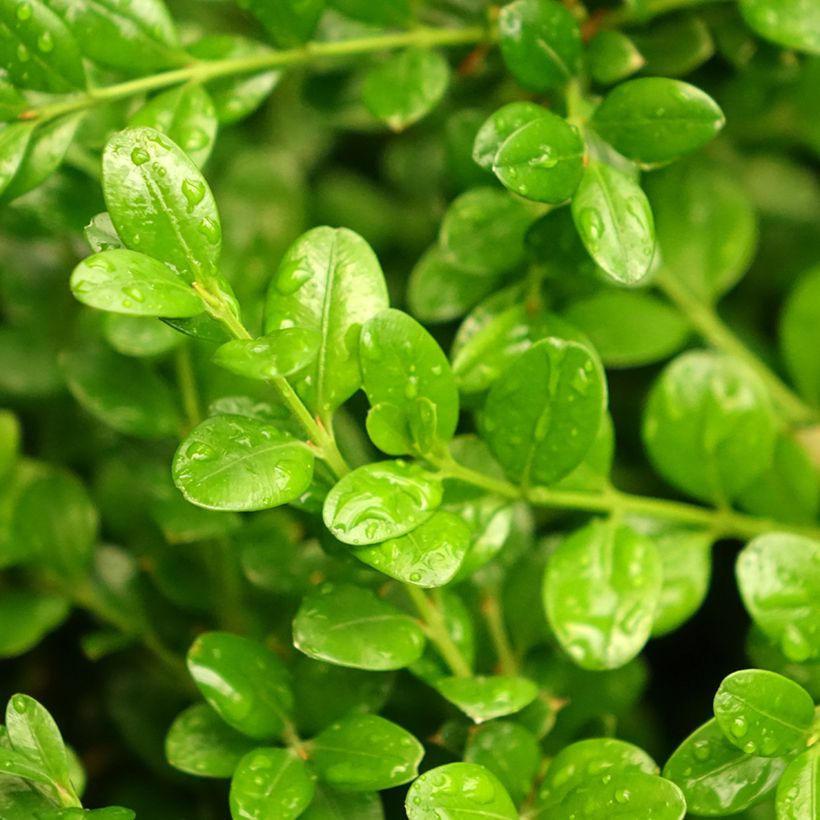 Boj japónico - Buxus microphylla Faulkner (Follaje)