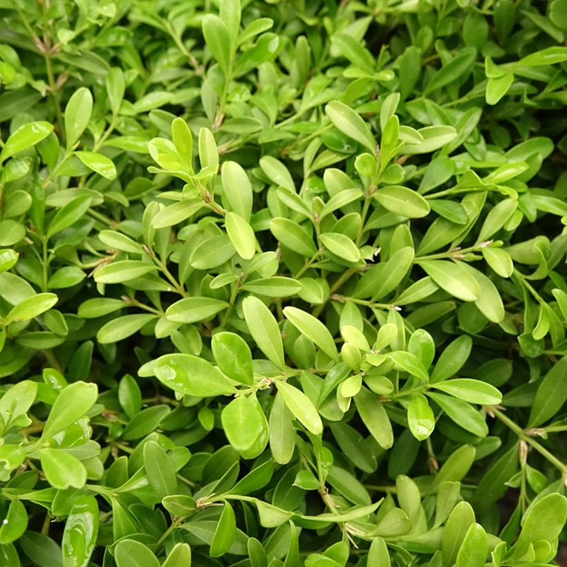 Boj japónico - Buxus microphylla Rococo (Follaje)