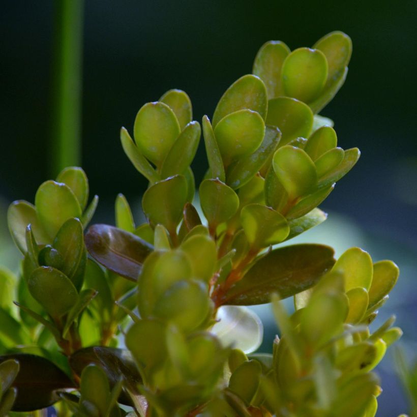 Boj enano - Buxus sempervirens Suffruticosa (Follaje)