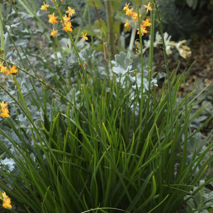 Bulbine frutescens (Porte)