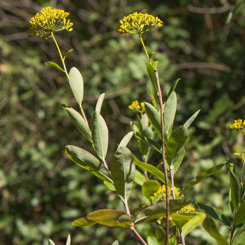 Bupleurum fruticosum - Adelfilla (Follaje)