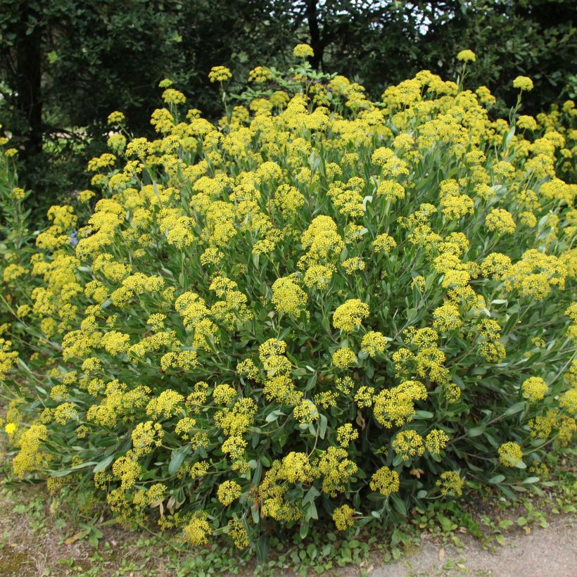 Bupleurum fruticosum - Adelfilla (Porte)