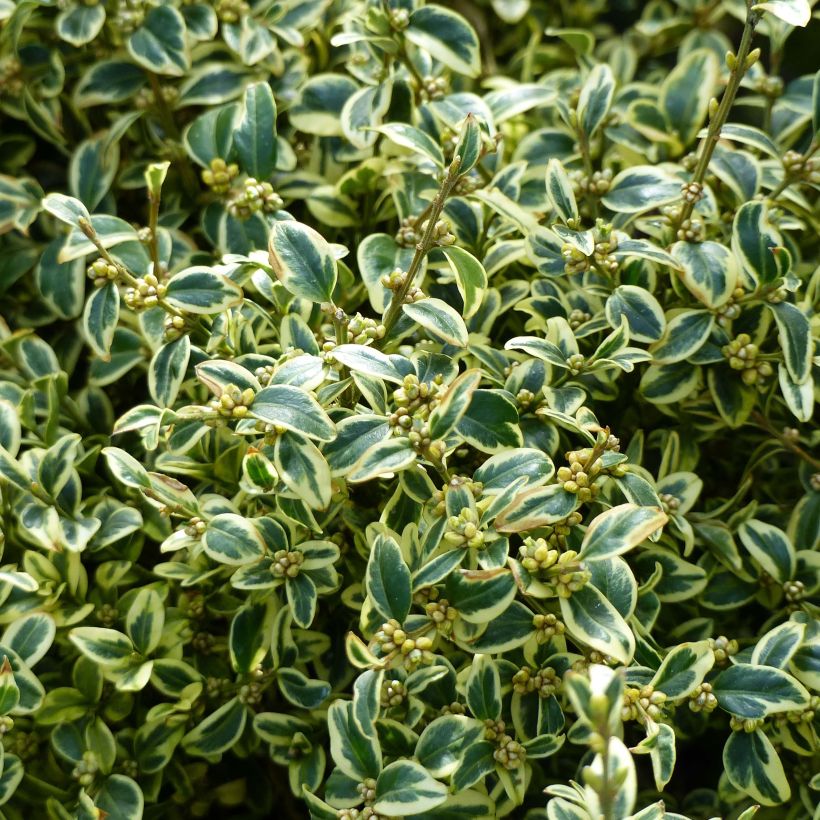 Boj enano - Buxus sempervirens Elegans (Follaje)