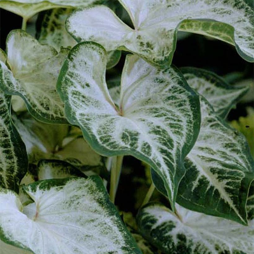 Caladium Aaron (Follaje)