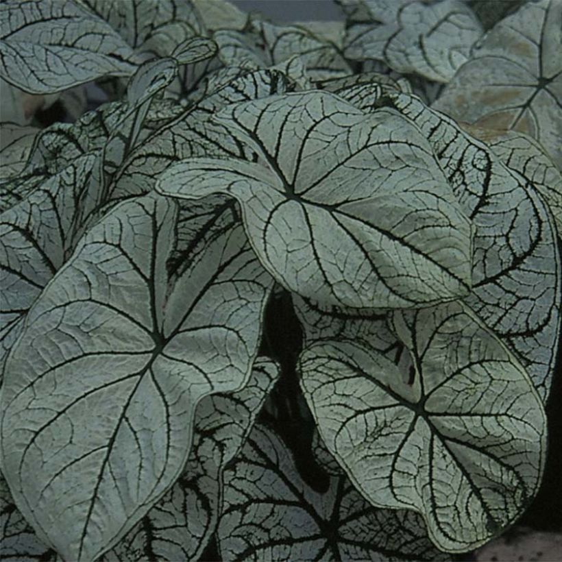 Caladium bicolor Candidum (Follaje)