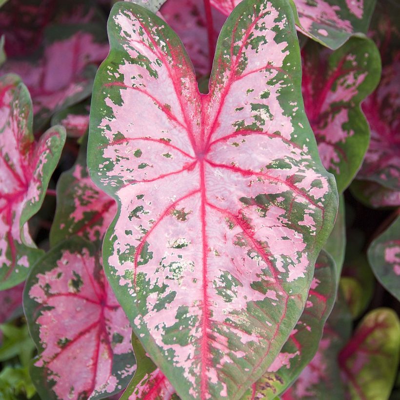 Caladium Carolyn Whorton (Follaje)