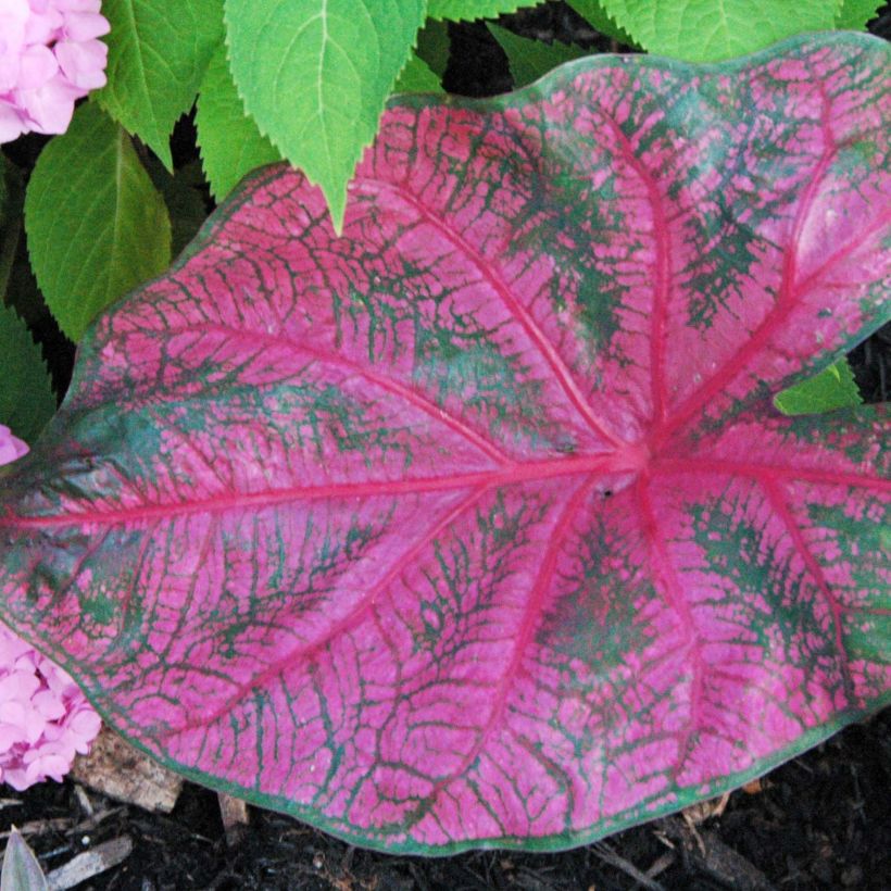 Caladium Fannie Munson (Follaje)