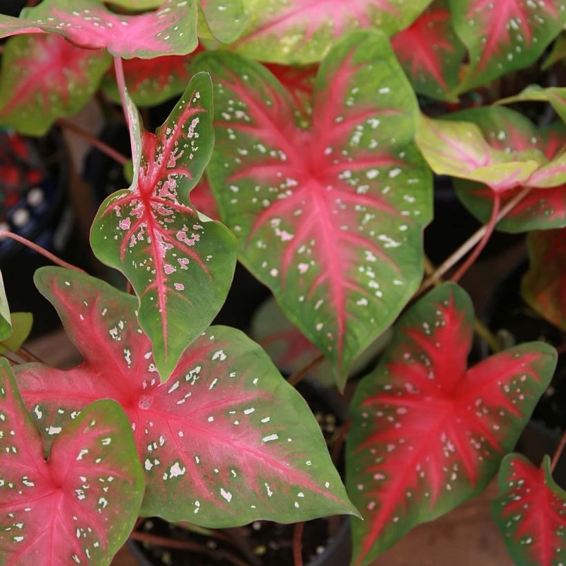 Caladium Red Flash (Follaje)