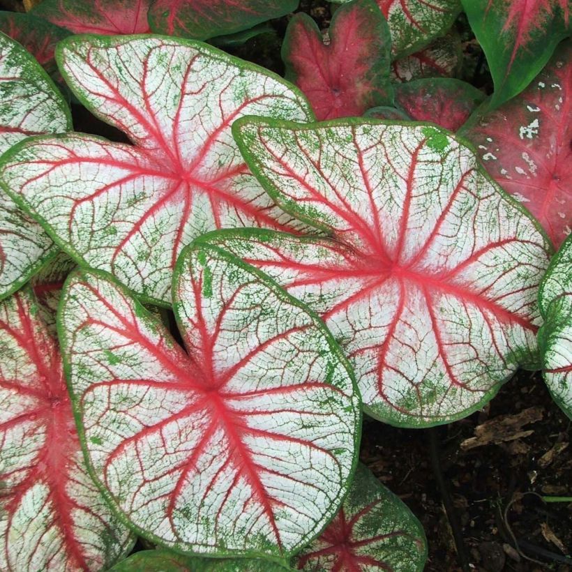 Caladium White Queen (Follaje)