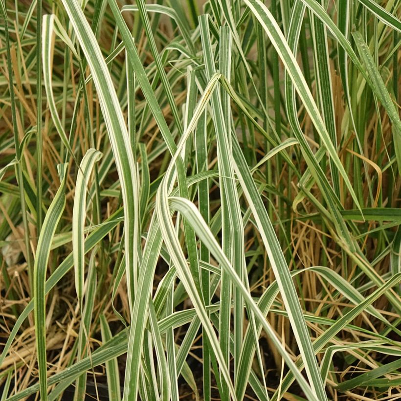 Calamagrostis acutiflora Overdam (Follaje)