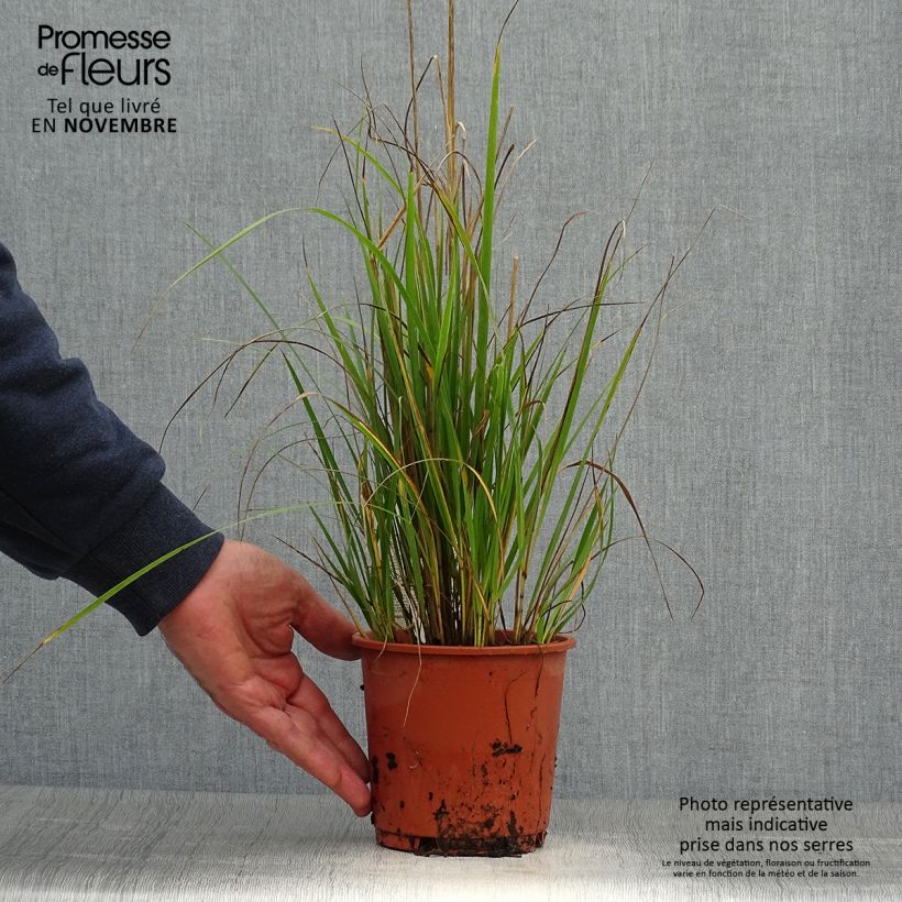 Ejemplar de Calamagrostis acutiflora Waldenbuch - pot de 1L/1.5L entregado en otoño