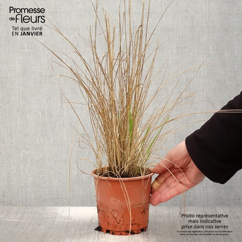 Calamagrostis acutiflora Waldenbuch - pot de 1L/1.5L Ejemplar entregado en invierno