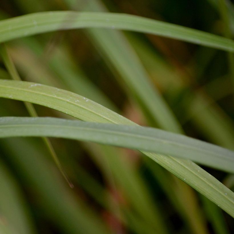 Calamagrostis brachytricha (Follaje)