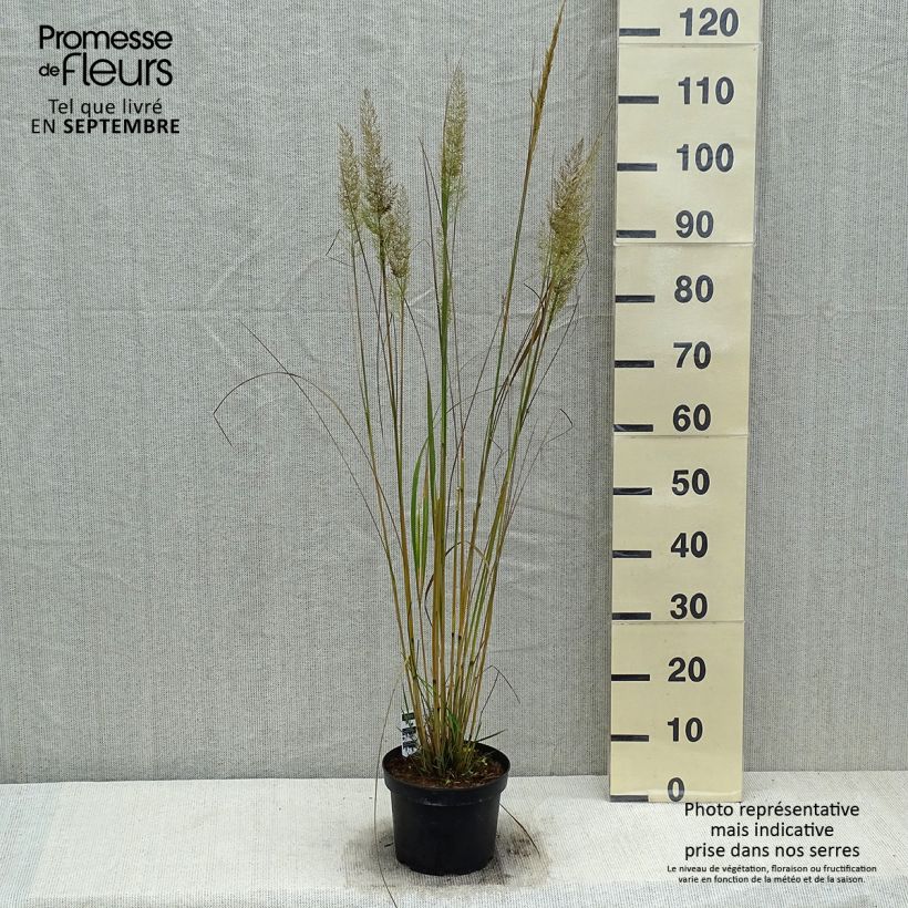 Ejemplar de Calamagrostis brachytricha - Herbe aux diamants en pot de 3L/4L litres entregado en otoño