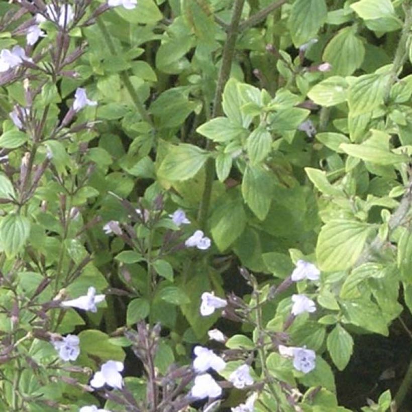 Calaminta - Calamintha nepeta (Follaje)