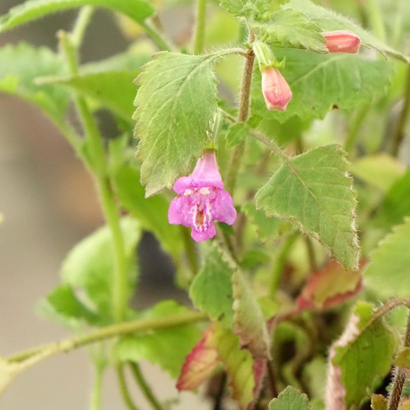 Calaminta - Calamintha grandiflora (Follaje)