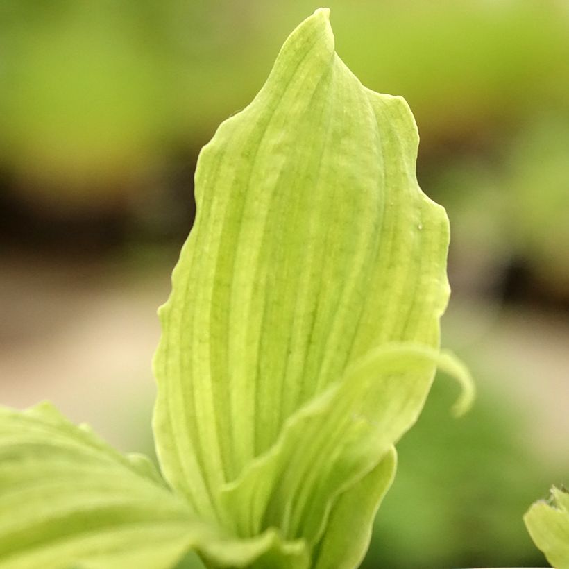 Calanthe reflexa (Follaje)