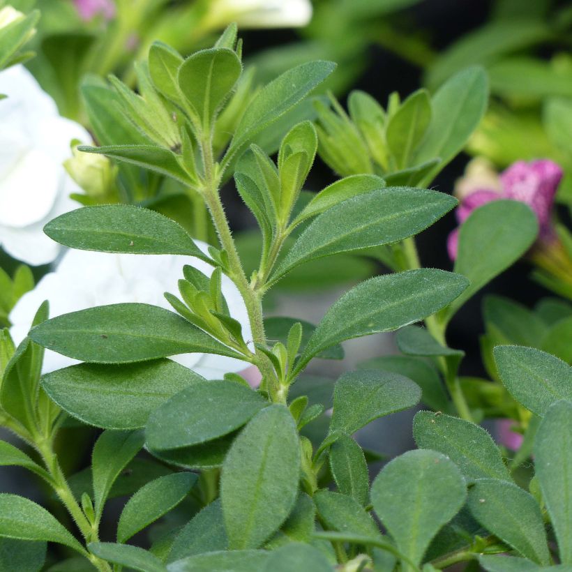 Calibrachoa hybrida Can-Can Rosies Pink Vein (Follaje)