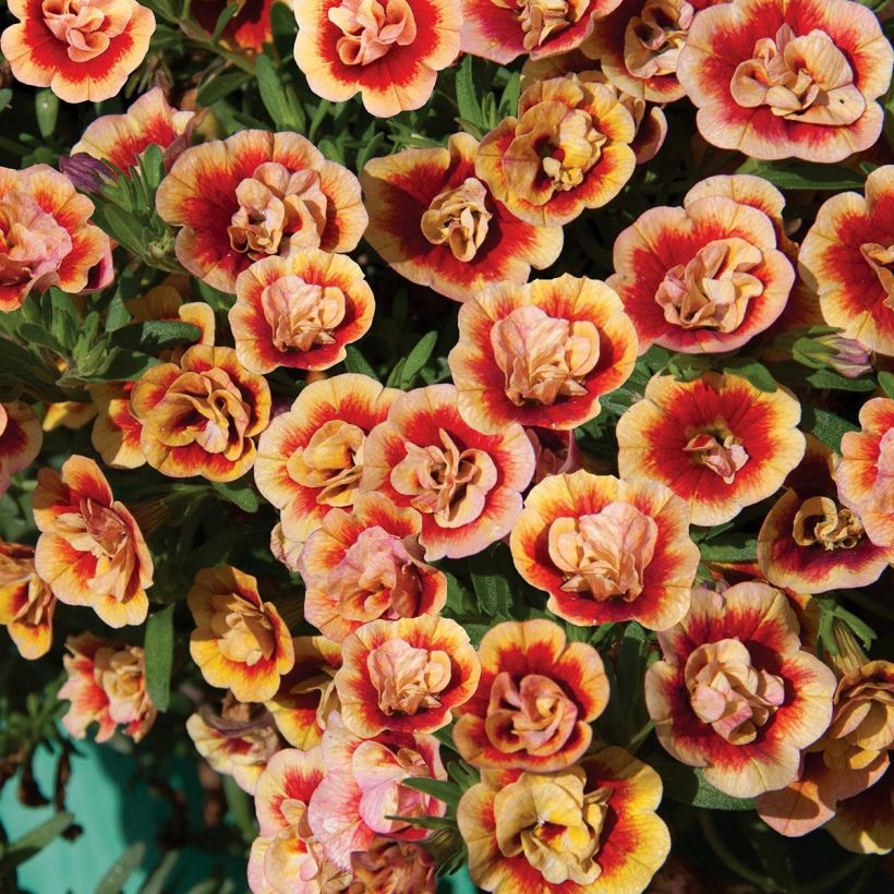 Calibrachoa hybrida Neo Double OrangeTastic (Floración)