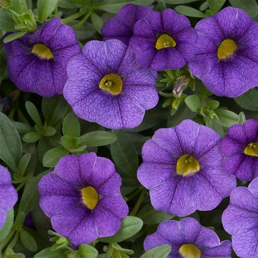 Calibrachoa hybrida Superbells Unique Blue Violet (Floración)