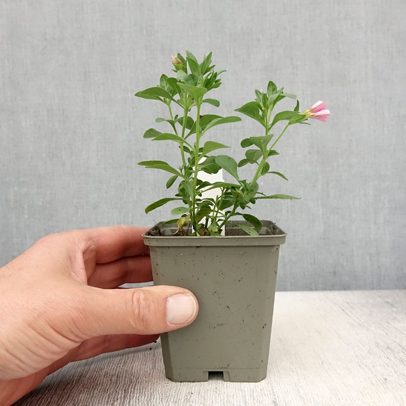 Calibrachoa Noa Bubblegum - Mini-pétunia - Pot de 10 cm/11cm Ejemplar entregado en la primavera