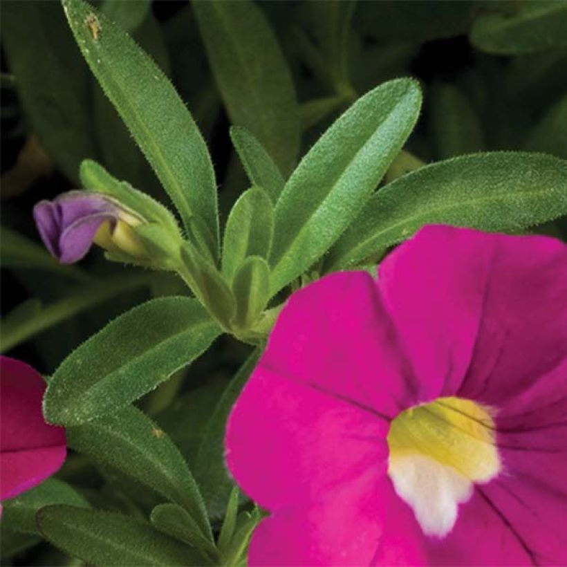 Calibrachoa hybrida Noa Dark Pink Carnival (Follaje)