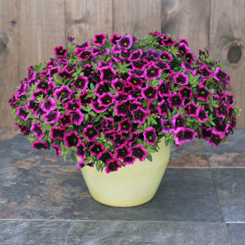 Calibrachoa hybrida Superbells Blackcurrant Punch (Porte)