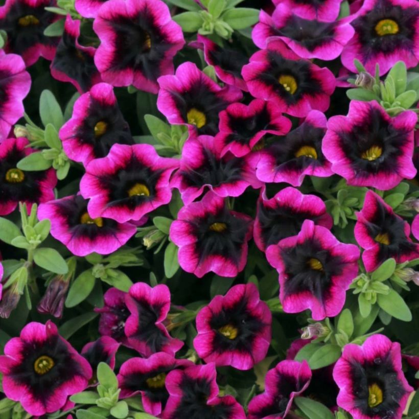 Calibrachoa hybrida Superbells Blackcurrant Punch (Floración)