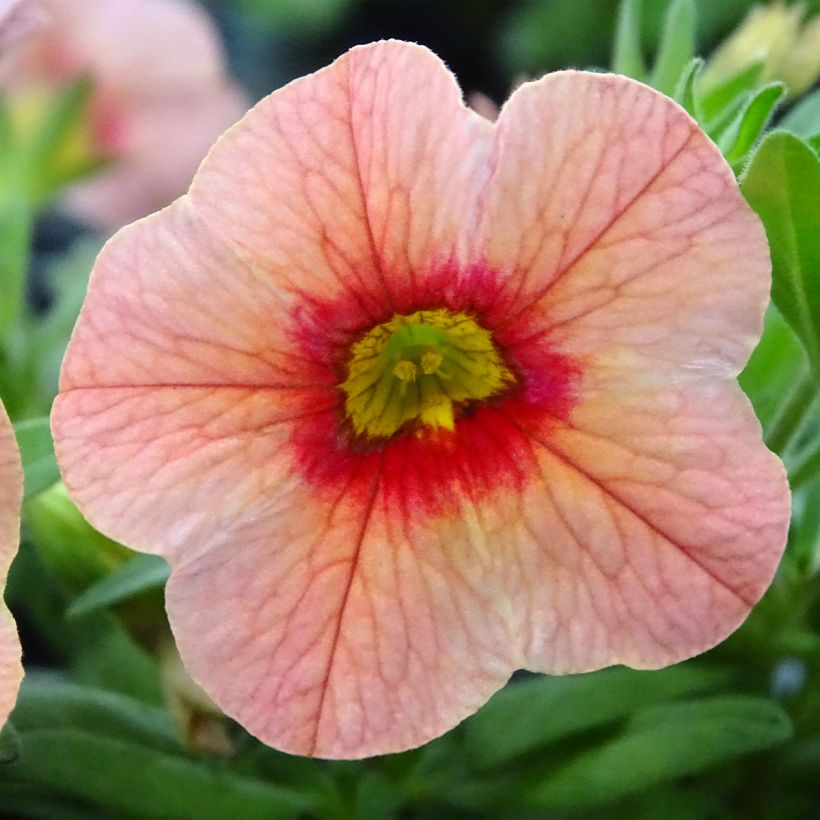 Calibrachoa hybrida Superbells Unique Mango Punch (Floración)