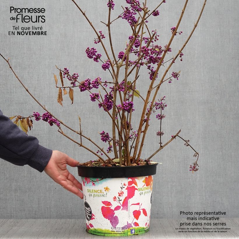 Ejemplar de Callicarpa bodinieri Imperial Pearl entregado en otoño