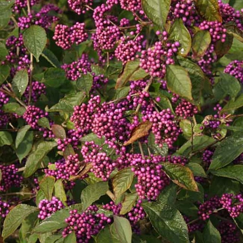 Callicarpa bodinieri var. giraldii Profusion (Floración)