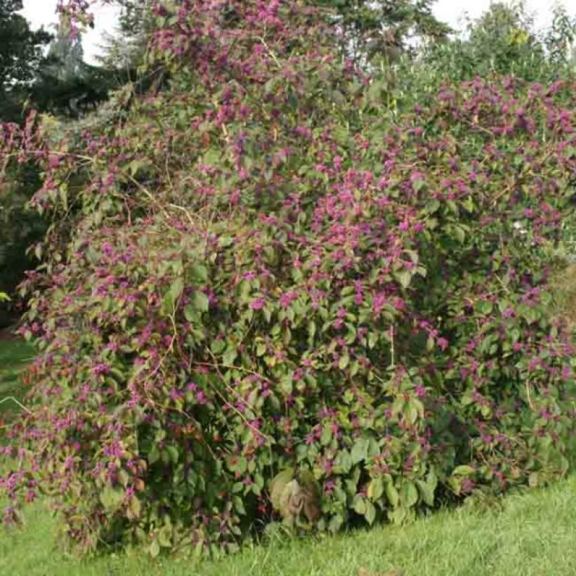 Callicarpa bodinieri var. giraldii Profusion (Porte)