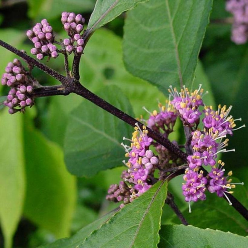 Callicarpa bodinieri var. giraldii Profusion (Follaje)