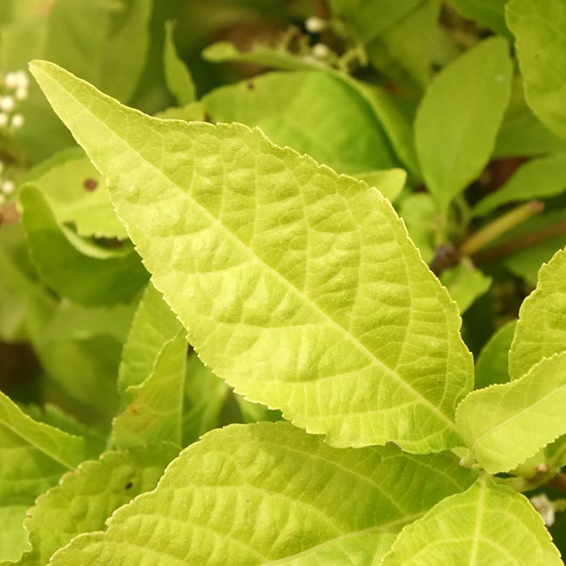 Callicarpa bodinieri Magical Snowqueen (Follaje)