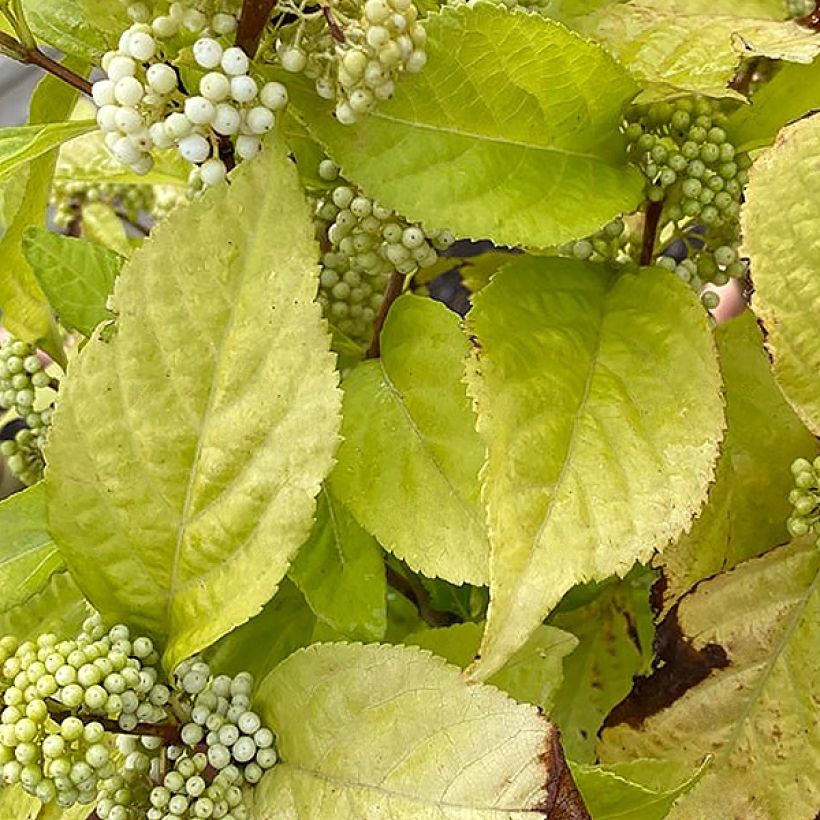 Callicarpa bodinieri Magical Snowstar (Follaje)