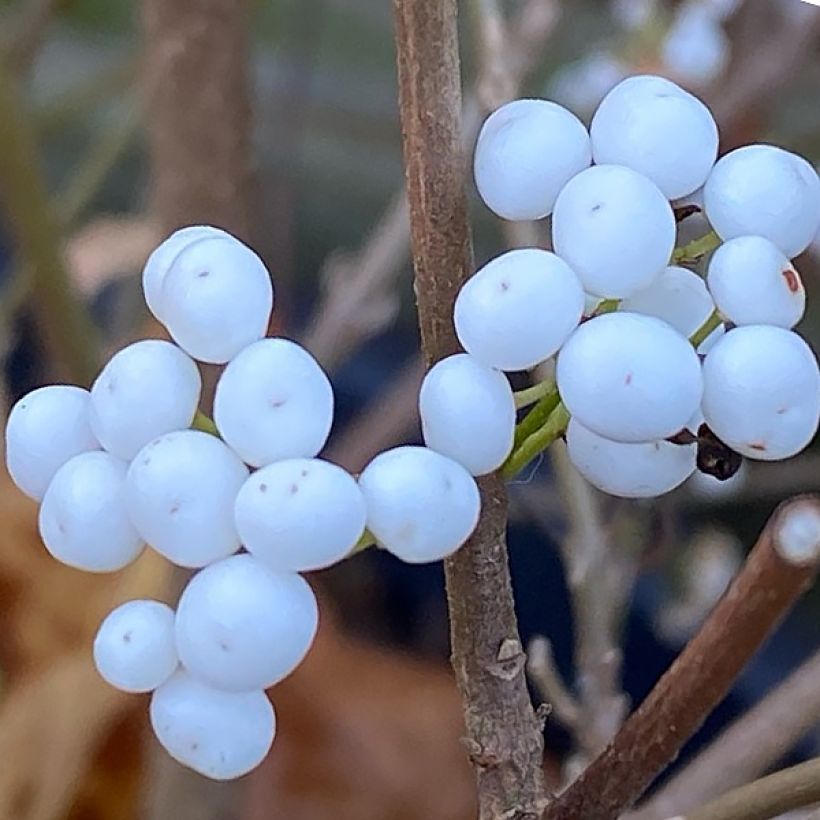 Callicarpa bodinieri Magical Snowstar (Cosecha)