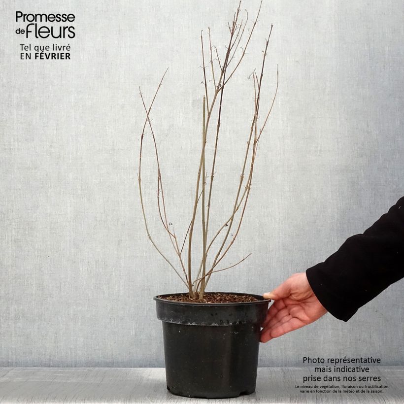 Callicarpa bodinieri Pearl Glam - Pot de 3L/4L Ejemplar entregado en invierno