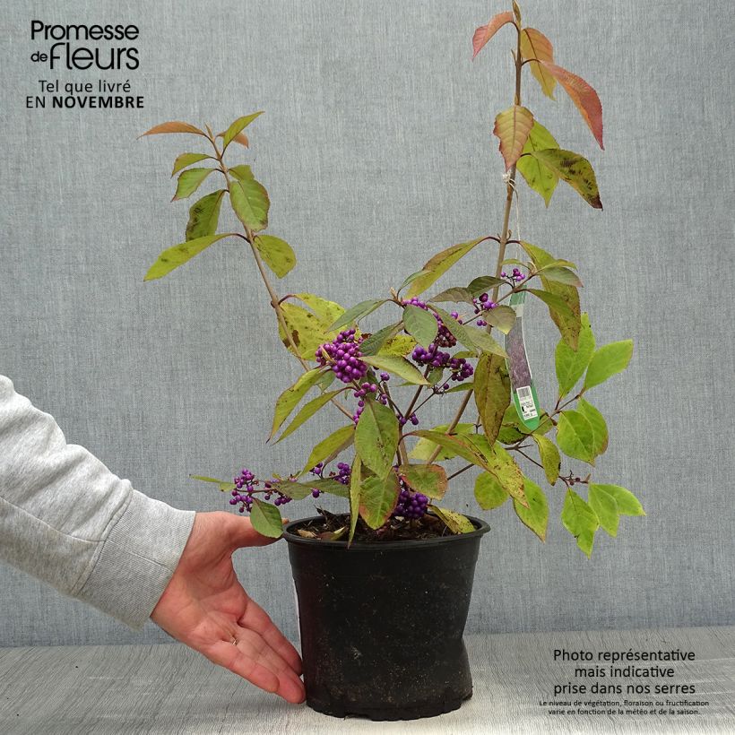 Ejemplar de Callicarpa bodinieri Profusion - Pot de 3L entregado en otoño