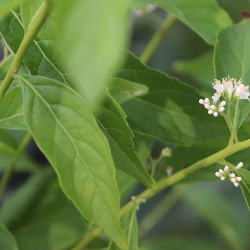 Callicarpa dichotoma Albibacca (Follaje)