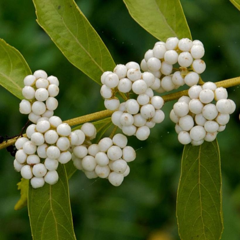 Callicarpa dichotoma Albibacca (Floración)