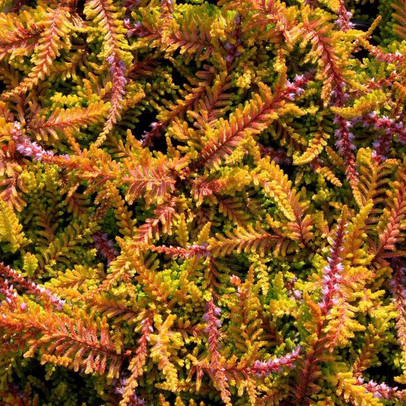 Calluna vulgaris Wickwar Flame - Brecina (Floración)